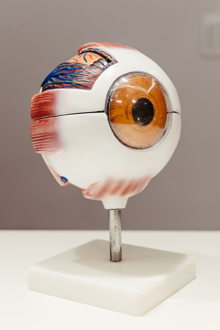 gallery-04 Close-up of a detailed anatomical eye model showcasing different parts for educational purposes.