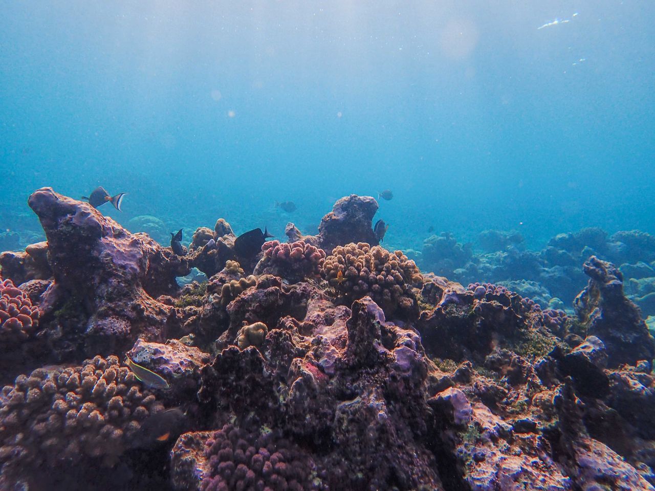 services-02 Discover the vibrant colors of a tropical coral reef underwater, teeming with marine life.