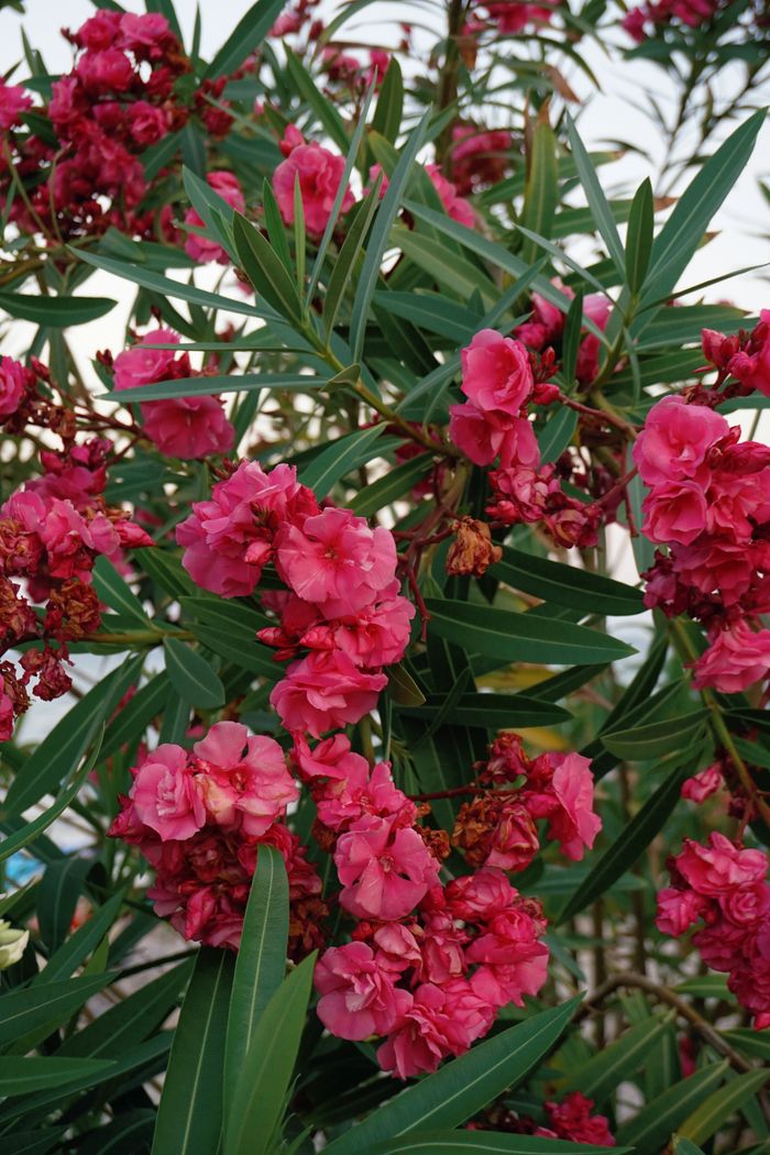 Close-up of pink oleander flowers with lush green leaves, perfect for nature themes.