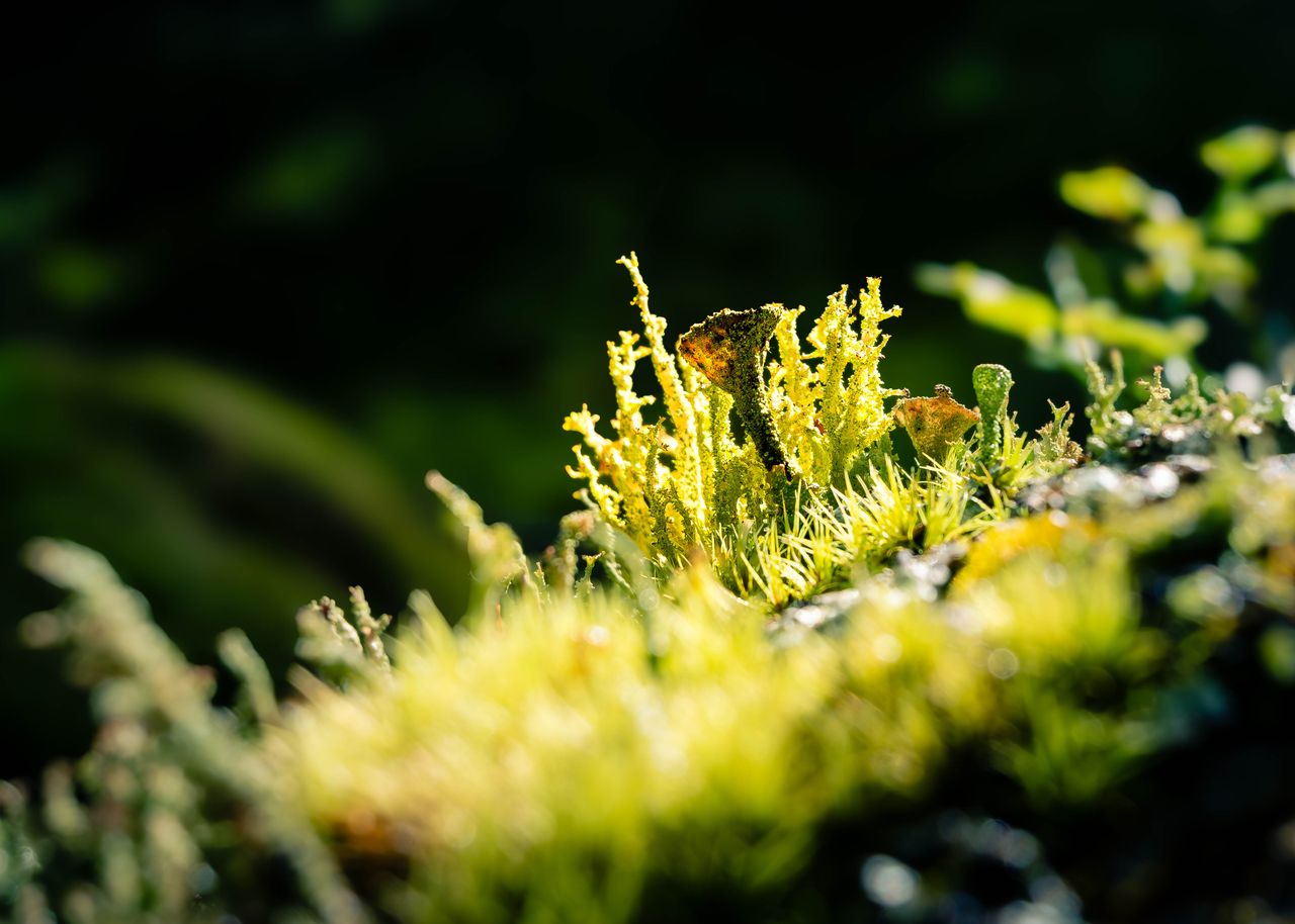 gallery-05 Vivid macro shot of green lichen moss thriving on a forest surface, sunlight highlighting textures.
