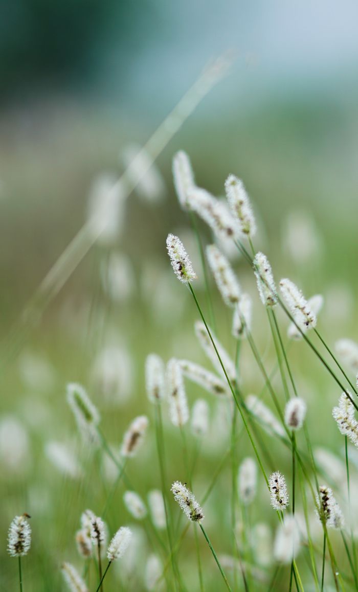 services-04 A serene scene of tall wild grasses gently swaying outdoors, capturing the essence of nature's calm.