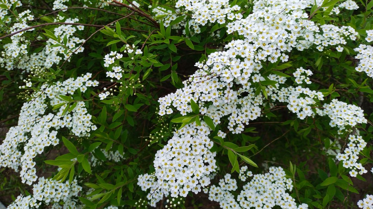 Mastering the First Impression: Your intriguing post title goes here A vibrant display of white spirea flowers against lush green foliage captured outdoors in spring.