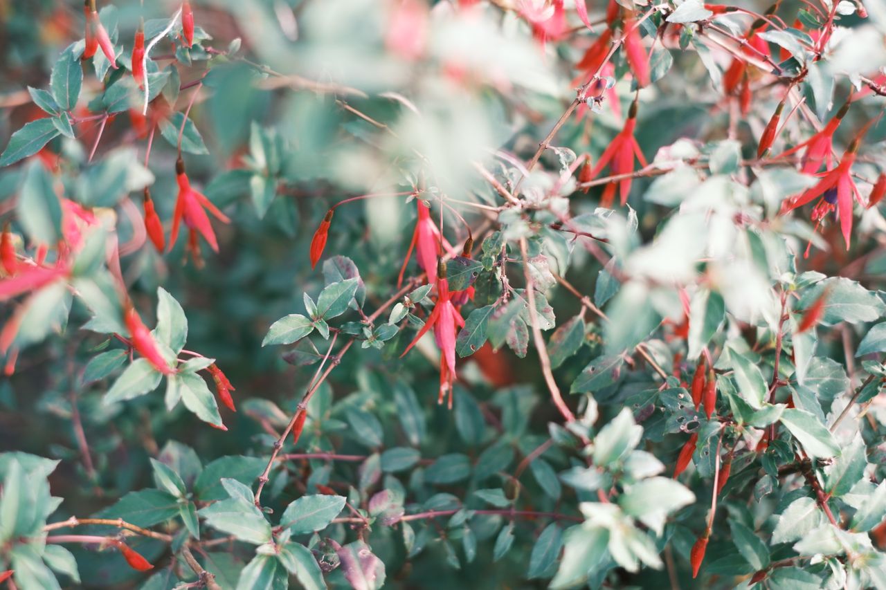 Bright red fuchsia flowers with green foliage, showcasing a vivid spring scene.