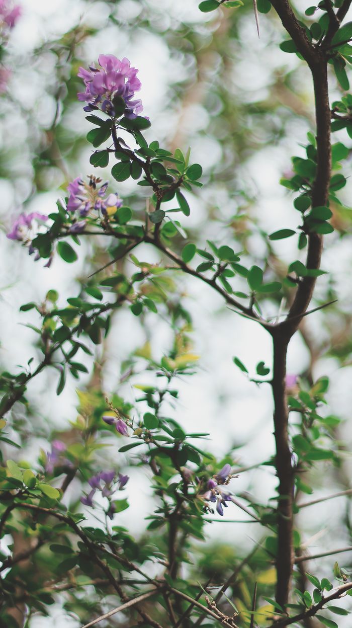 A detailed close-up of vibrant purple flowers blooming on fresh green bush branches.