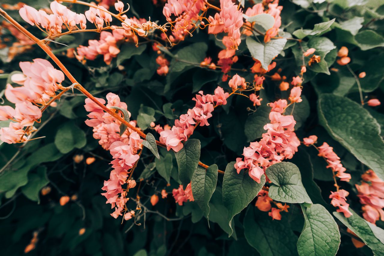 A close-up of vivid pink coral vine flowers surrounded by lush green foliage.