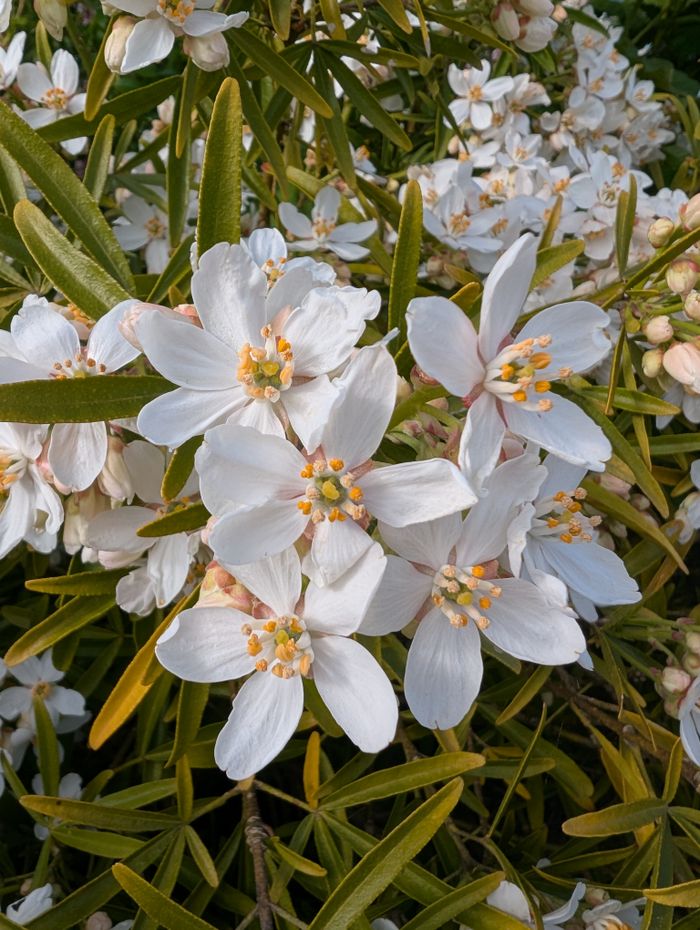 The Art of Drawing Readers In: Your attractive post title goes here Close-up of white orange blossom flowers in full bloom with lush green leaves, showcasing springtime beauty.