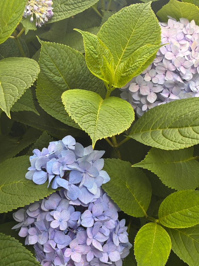 Crafting Captivating Headlines: Your awesome post title goes here Close-up of vibrant purple and blue hydrangeas among lush, green leaves creating a serene natural scene.