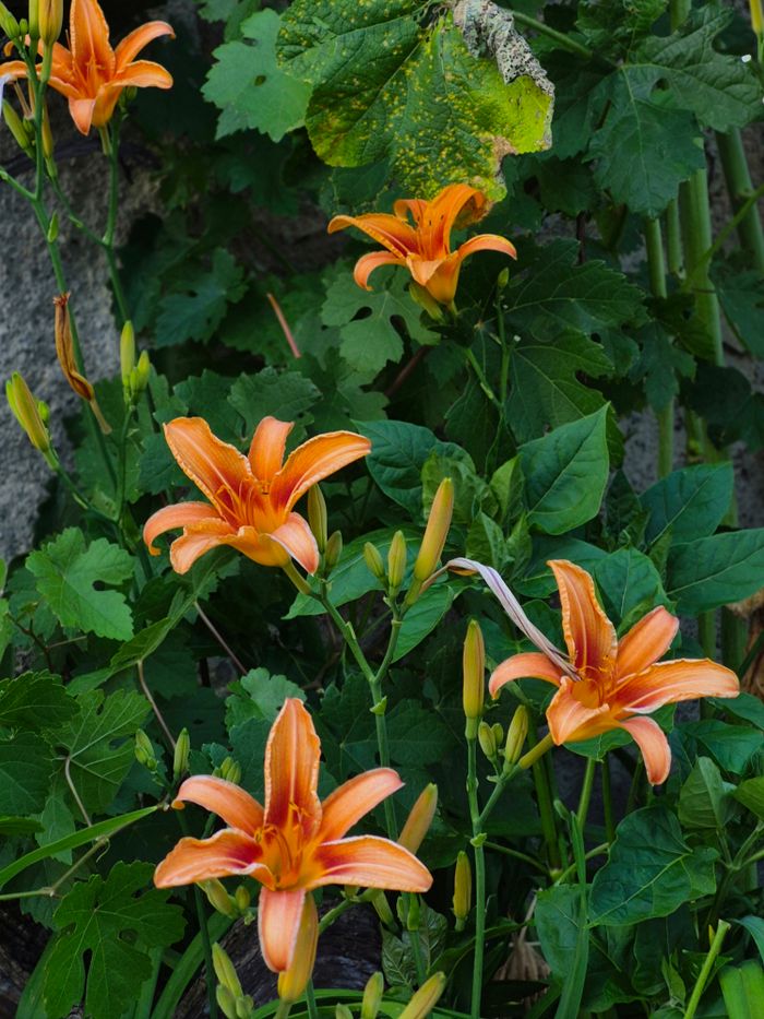 Bright orange daylilies bloom amid lush green foliage, creating a vibrant garden scene.