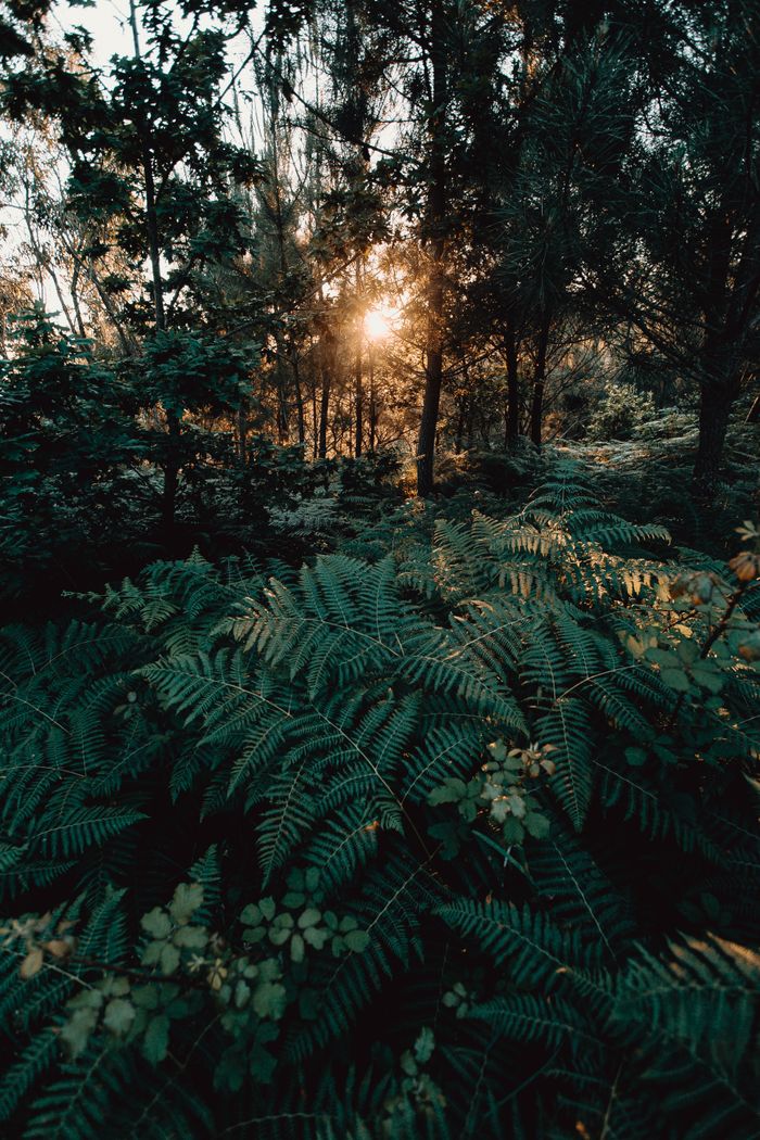 services-03 Picturesque scenery of ferns and bushes growing in forest on summer day at sundown