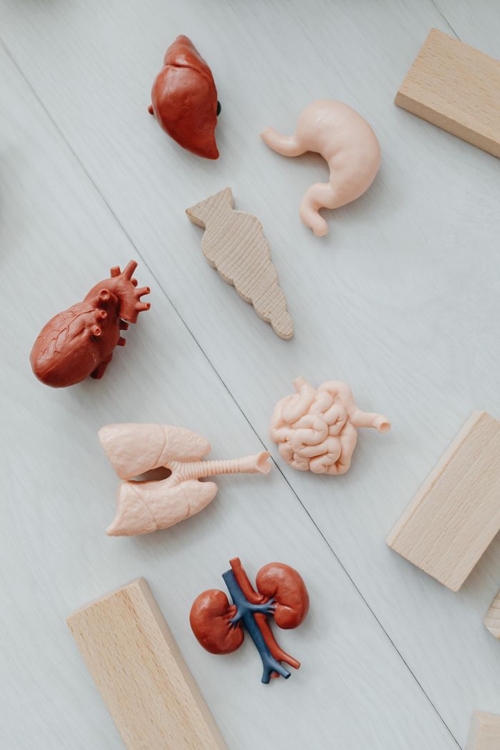 our-story Flat lay of educational toy models of human organs for anatomy learning.