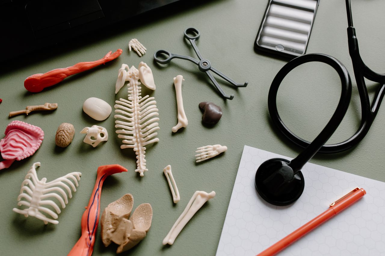 about-img-01 Flat lay of medical anatomy model parts, stethoscope, and tools on a green surface for educational or healthcare themes.